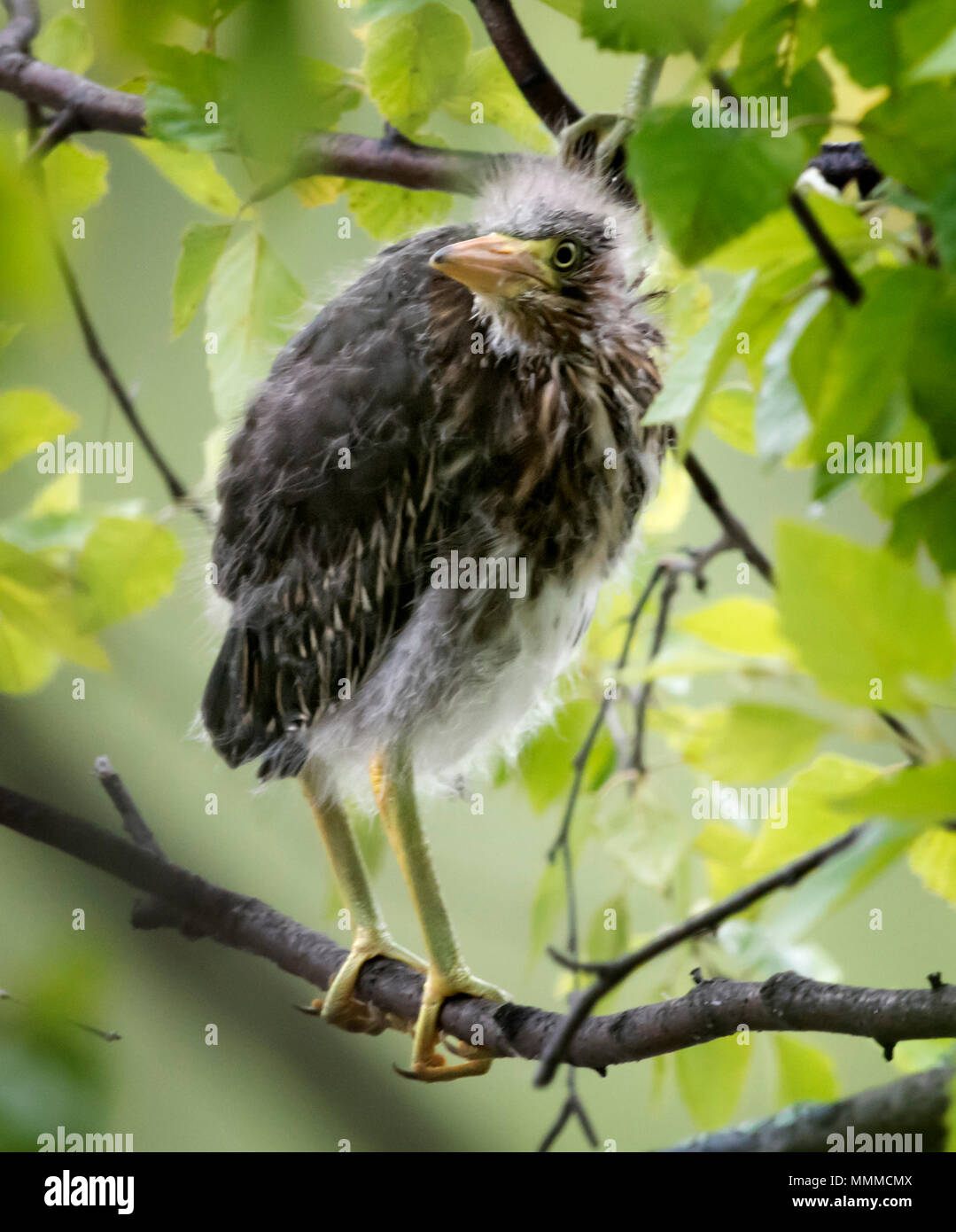 Photo of baby Green Herons perched on a tree branch near it's nest. Stock Photo