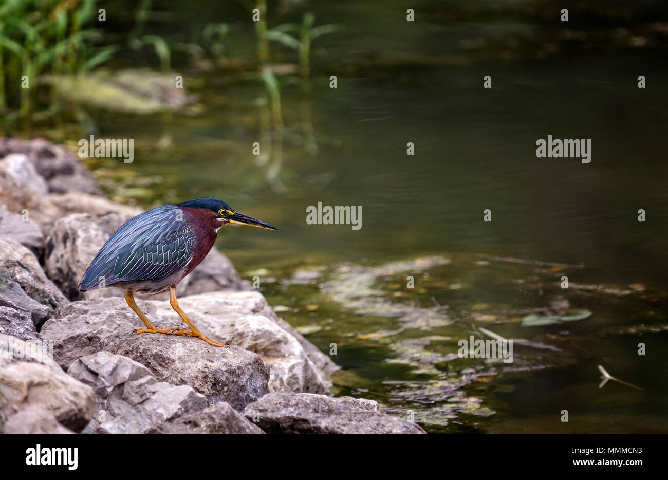 Photo of a Green Heron hunting for a fish at the edge of a pond. Stock Photo