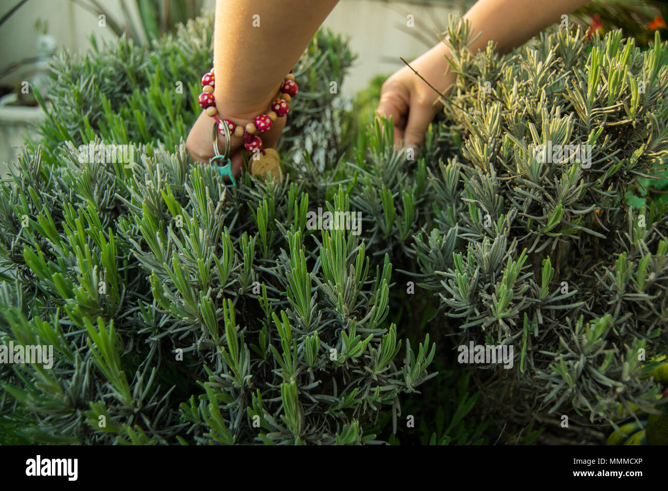 Kids searching for bugs in the garden with the hands in lavender garden Stock Photo