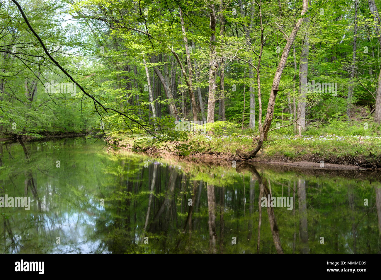 Pidcock Creek in Garden in Bucks County with native plants and flowers