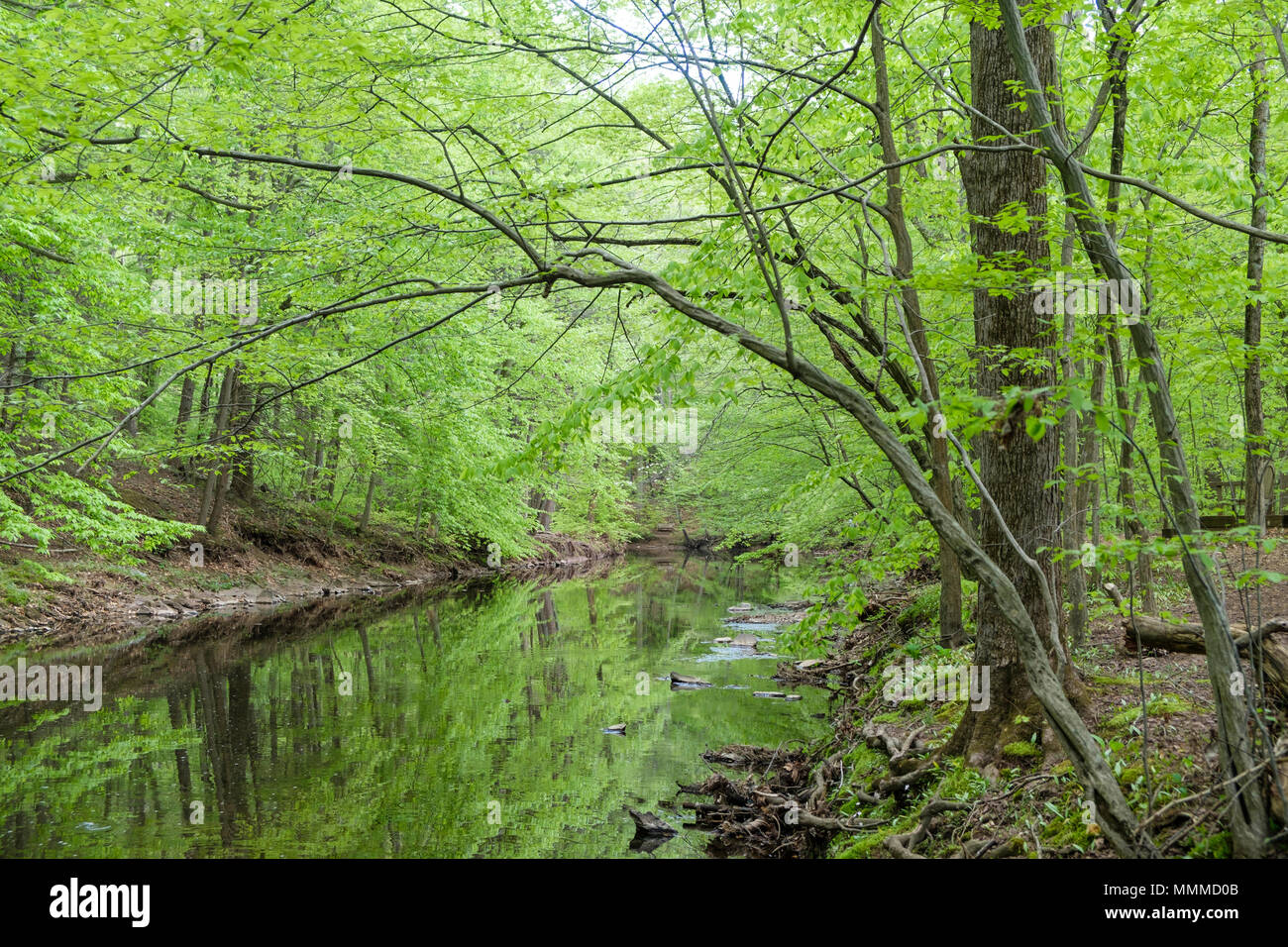 Hiking by Pidcock Creek in Garden in Bucks County with native plants