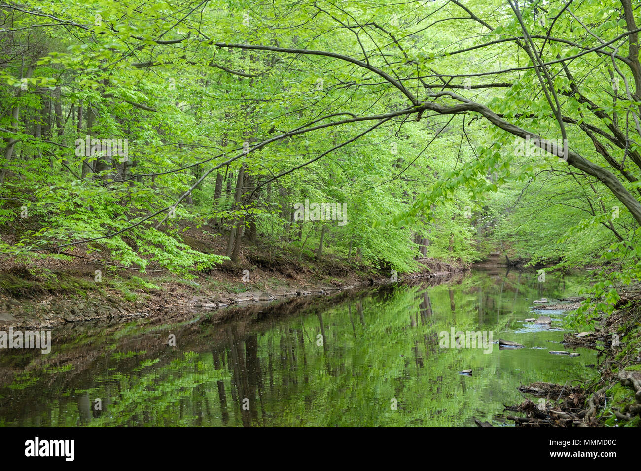 Hiking by Pidcock Creek in Garden in Bucks County with native plants