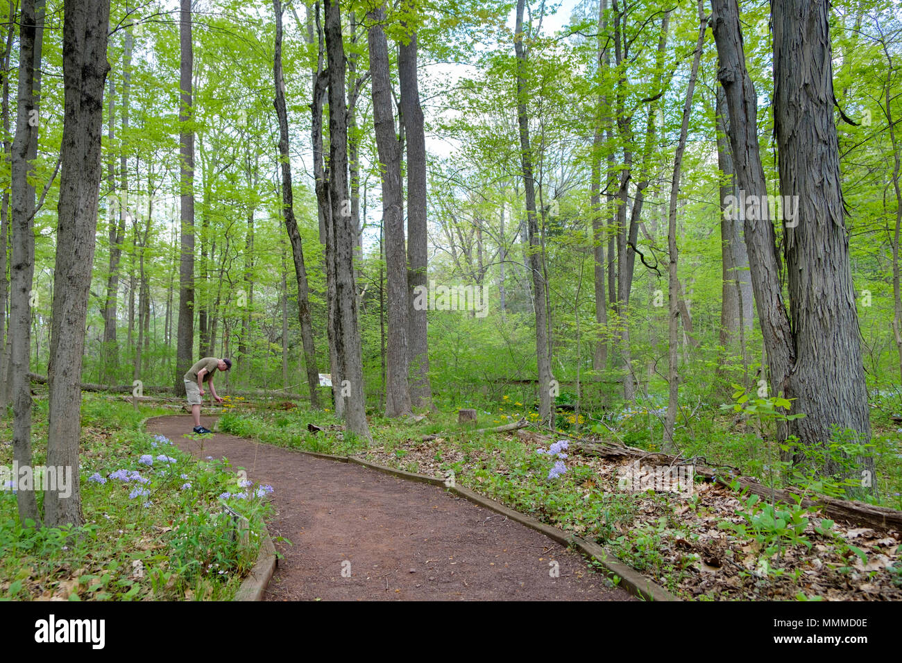 Garden in Bucks County with native plants and flowers, Bowman's Hill