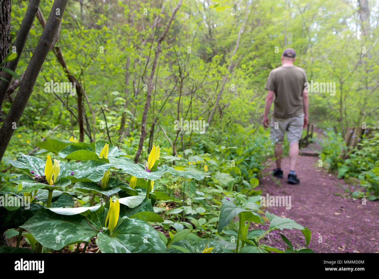 Man on Path and Trillium luteum or Yellow Trillium in Bucks County with native plants and flowers, Bowman's Hill Wildflower Preserve, New Hope, PA Stock Photo