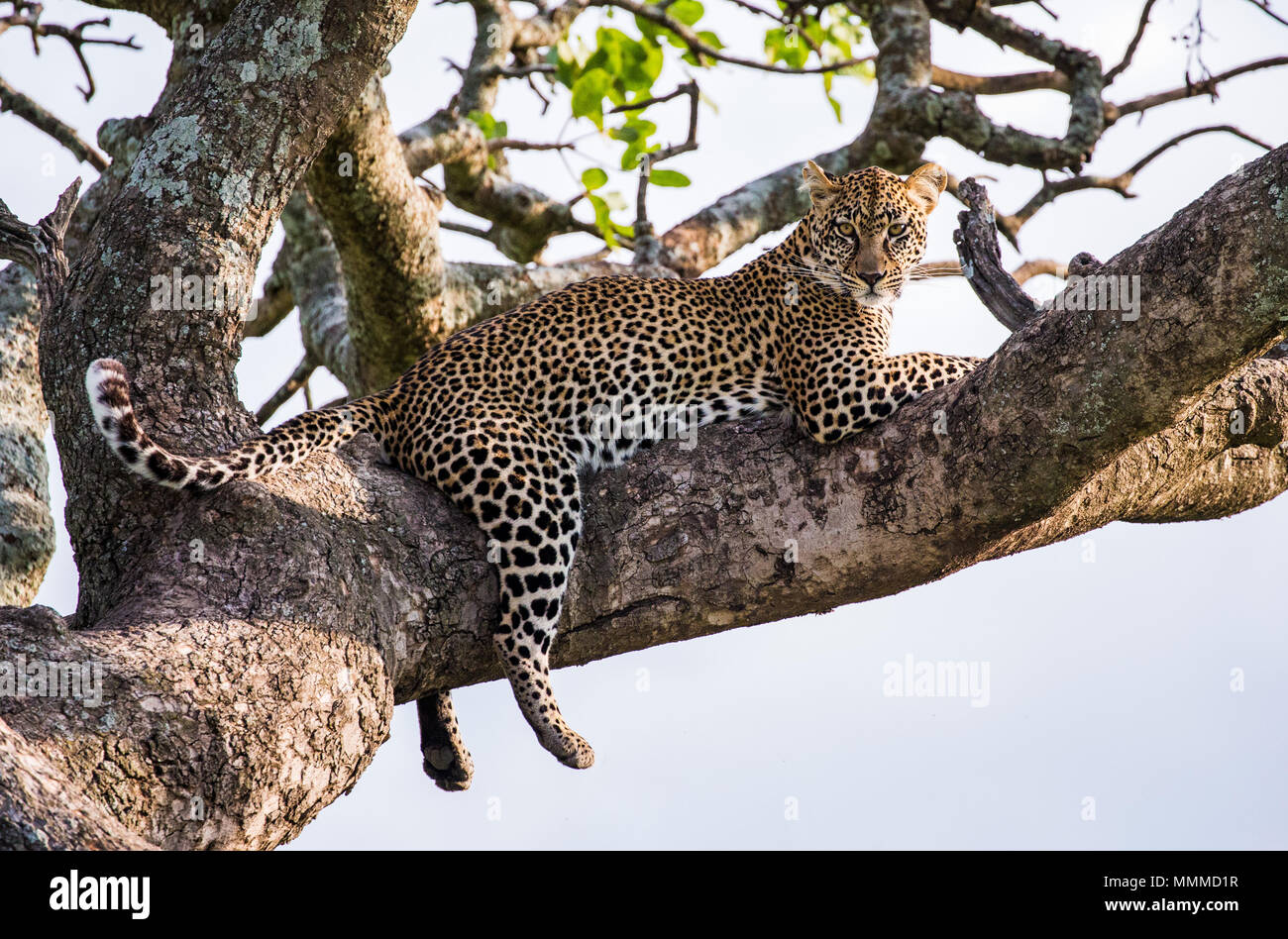 R Leopard Leopard is lying on a tree. National Park. Kenya. Tanzania. Maasai Mara ...