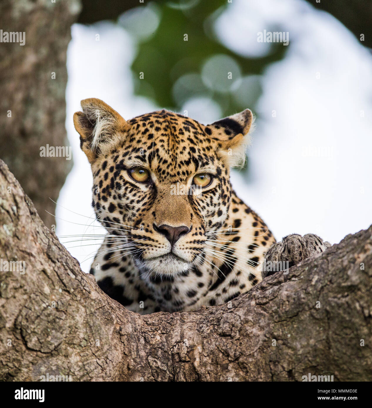 Portrait of a leopard on a tree. Close-up. Classical picture. National Park. Kenya. Tanzania. Maasai Mara. Serengeti. Stock Photo