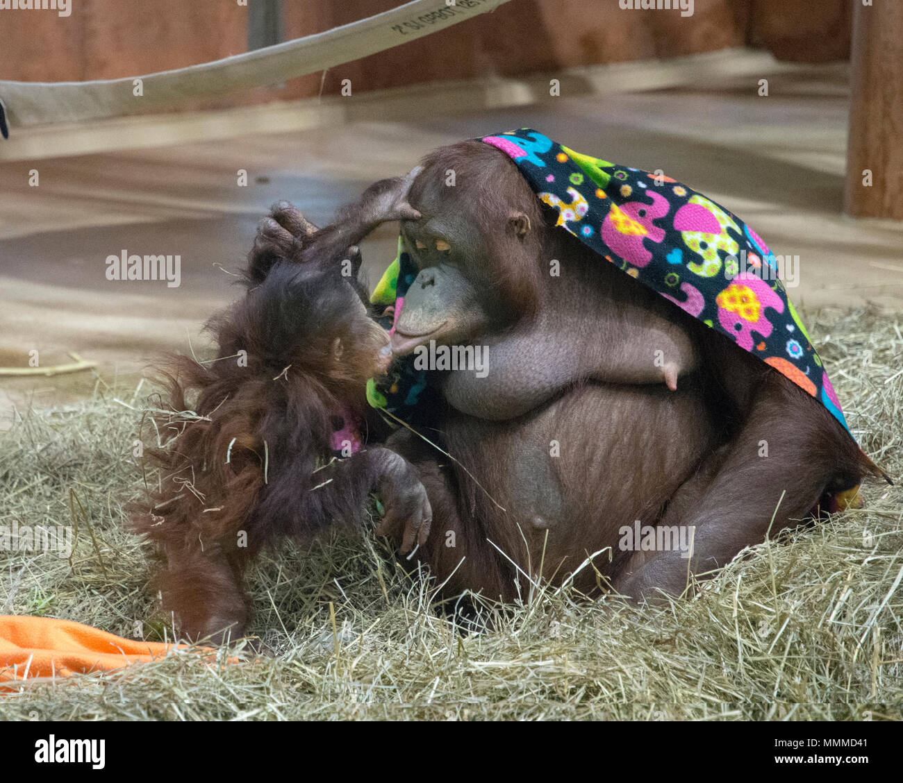 Orangutan Batang playfully shares a treat with her son Redd at their home in the Think Tank at the National Zoo in Washington, DC. Stock Photo