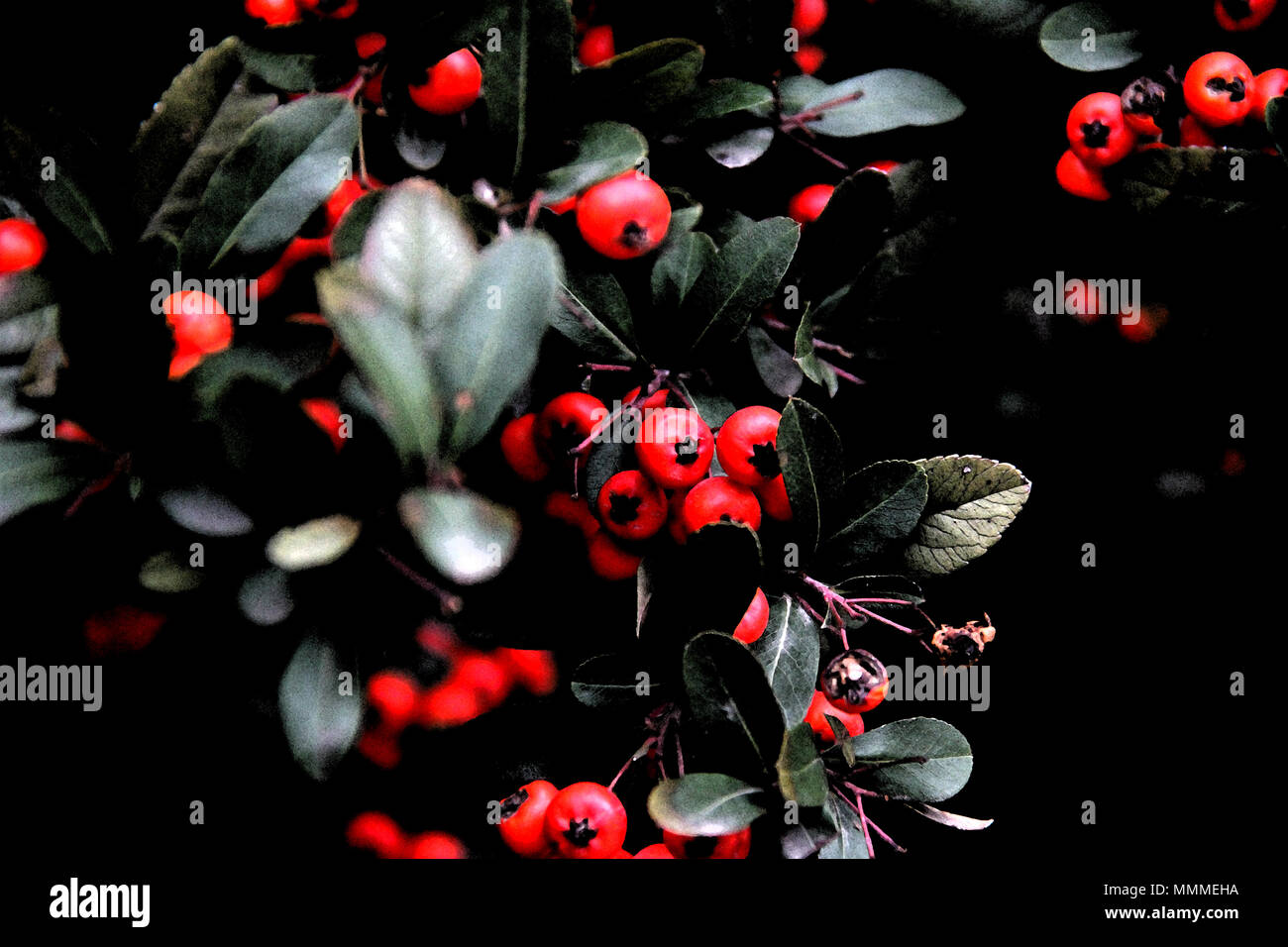 red berries of the bushes Stock Photo