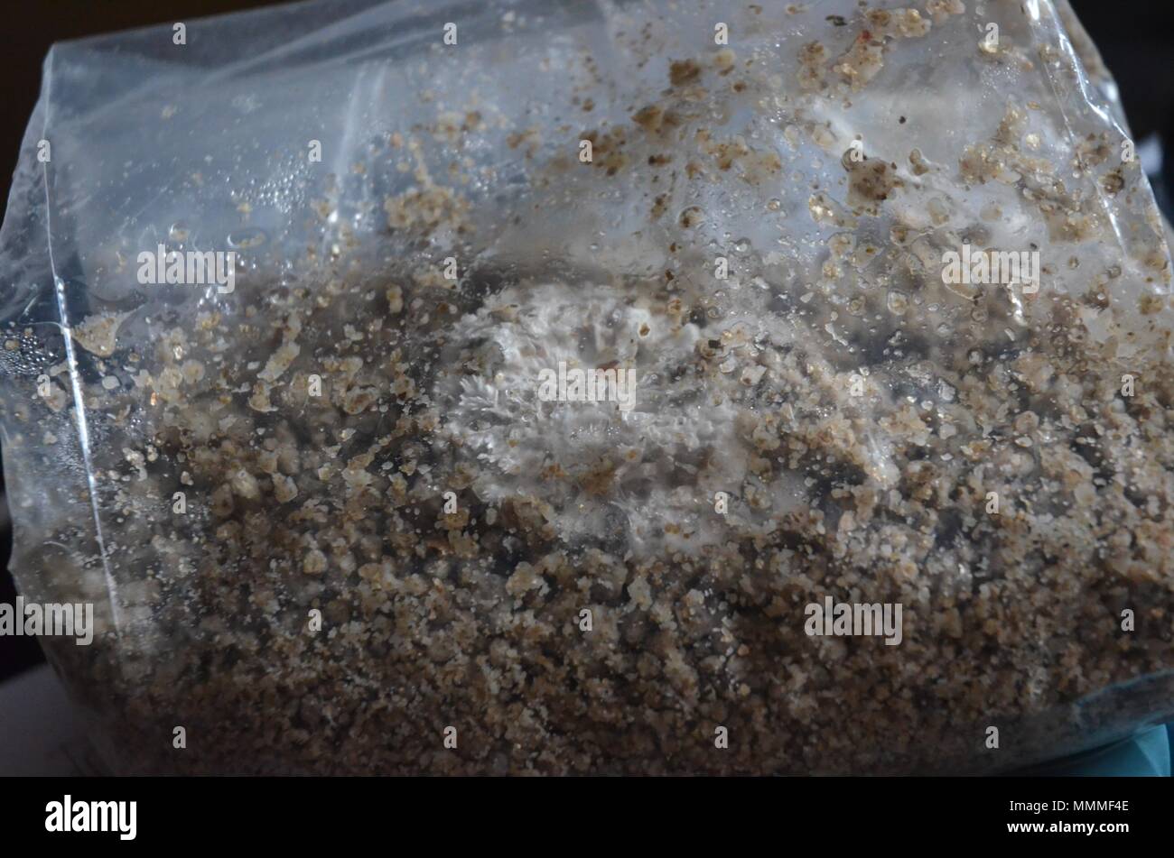 innoculated brown rice flour , showing the first growth of mycocelium ...