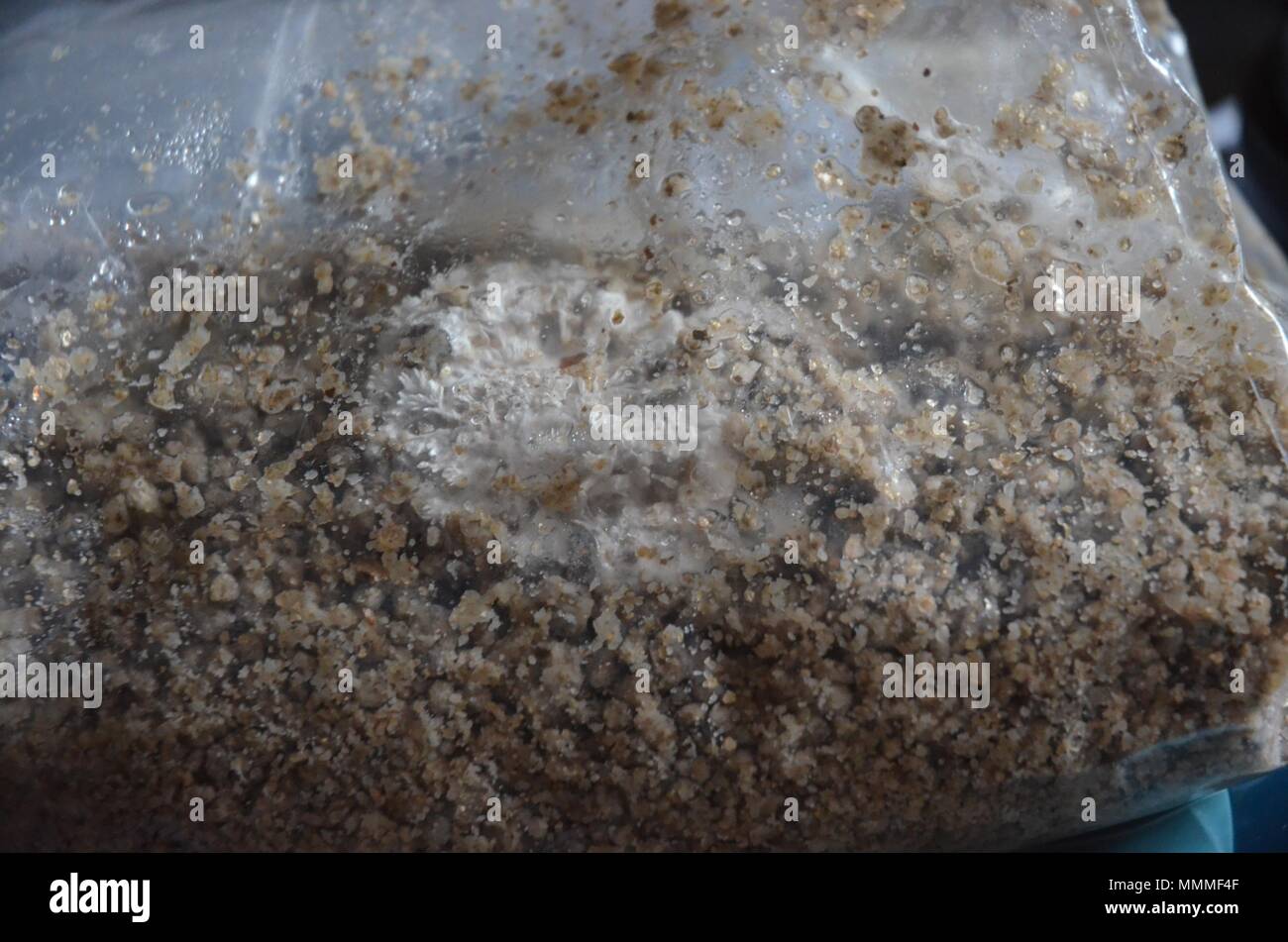 Bag of spores hi-res stock photography and images - Alamy