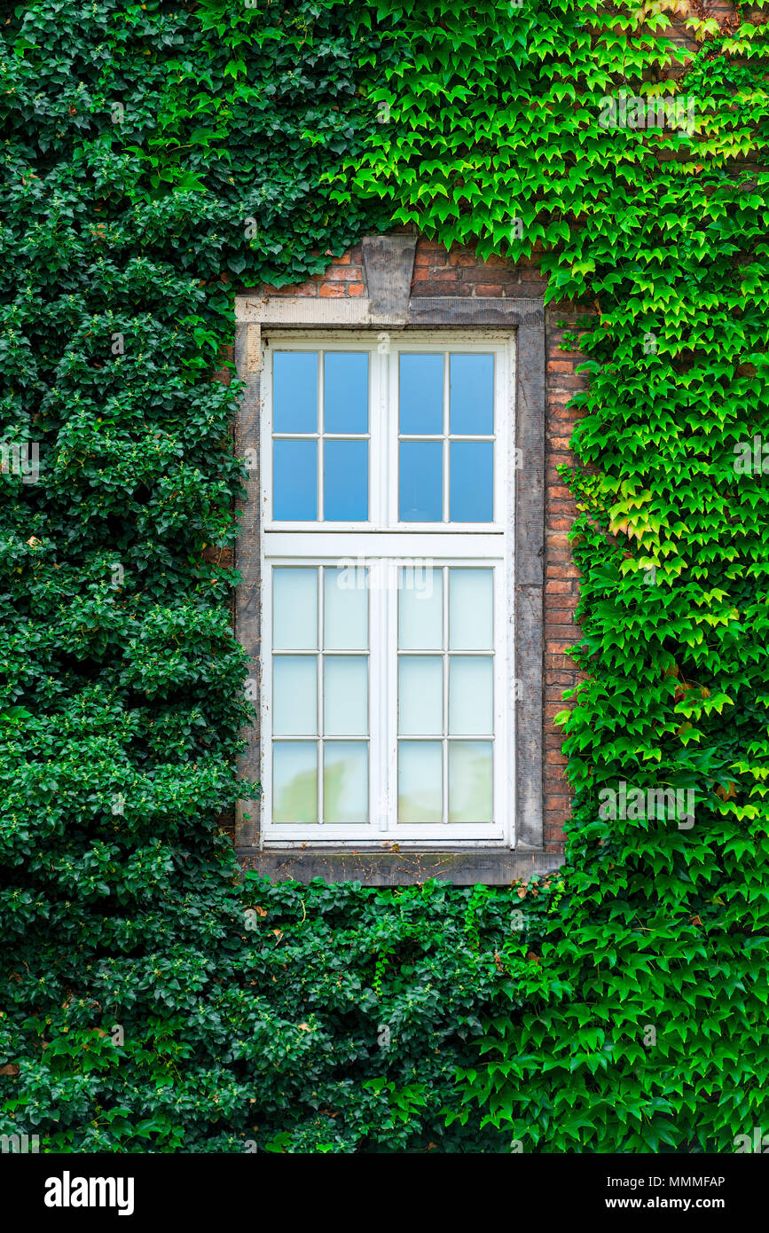 vertical photograph window in a thicket of a vine closeup Stock Photo