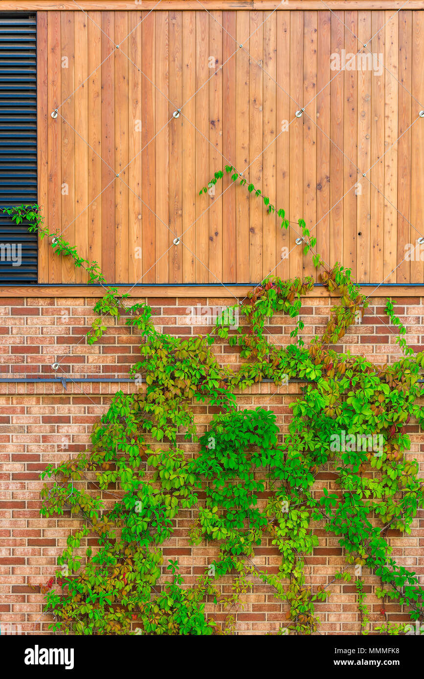 green vine a hedge on the wall Stock Photo