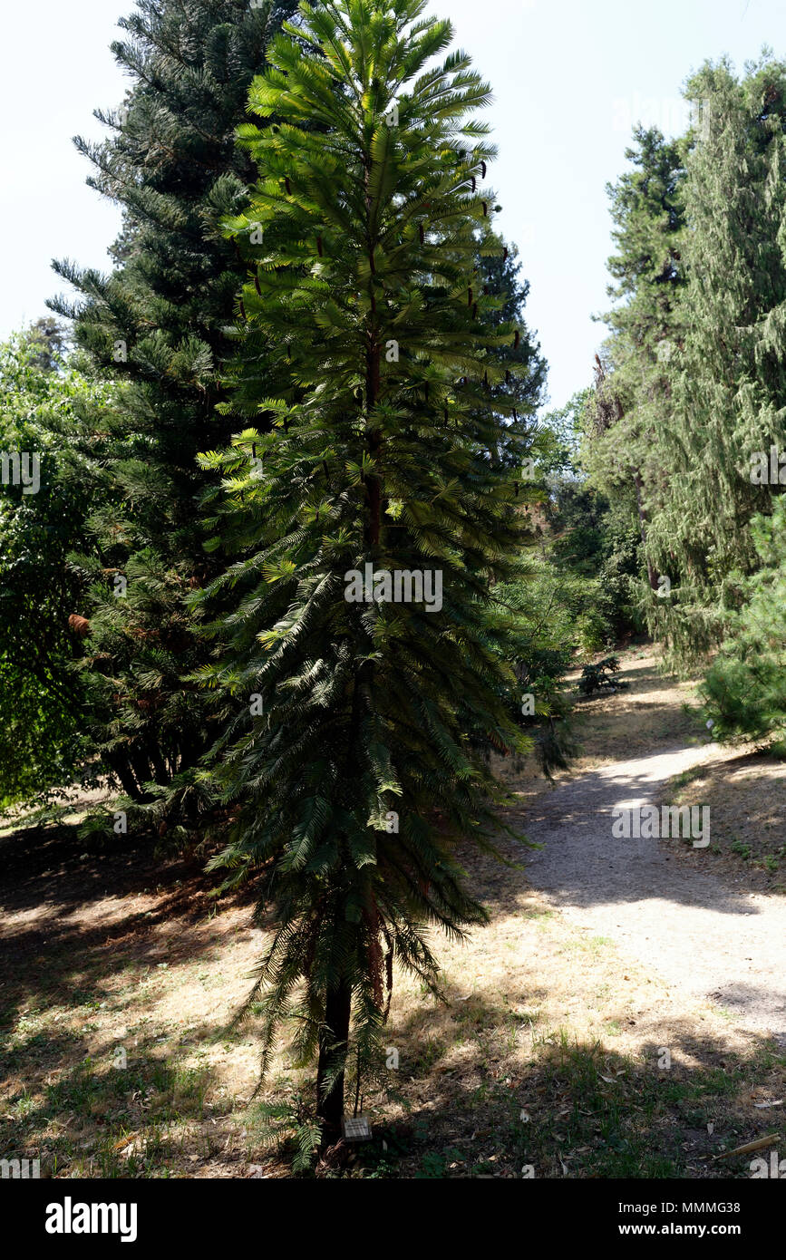 View of a rare Wollemia nobilis at the Orto Botanico di Roma or Rome's Botanical Garden. Wollemia is a genus of coniferous tree in the family Araucari Stock Photo