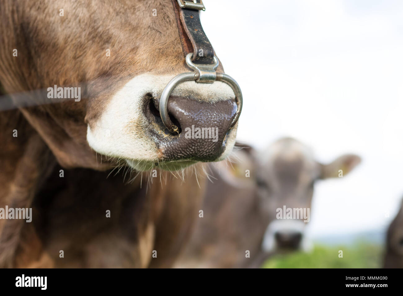 close up of snout of cow with nose ring Stock Photo