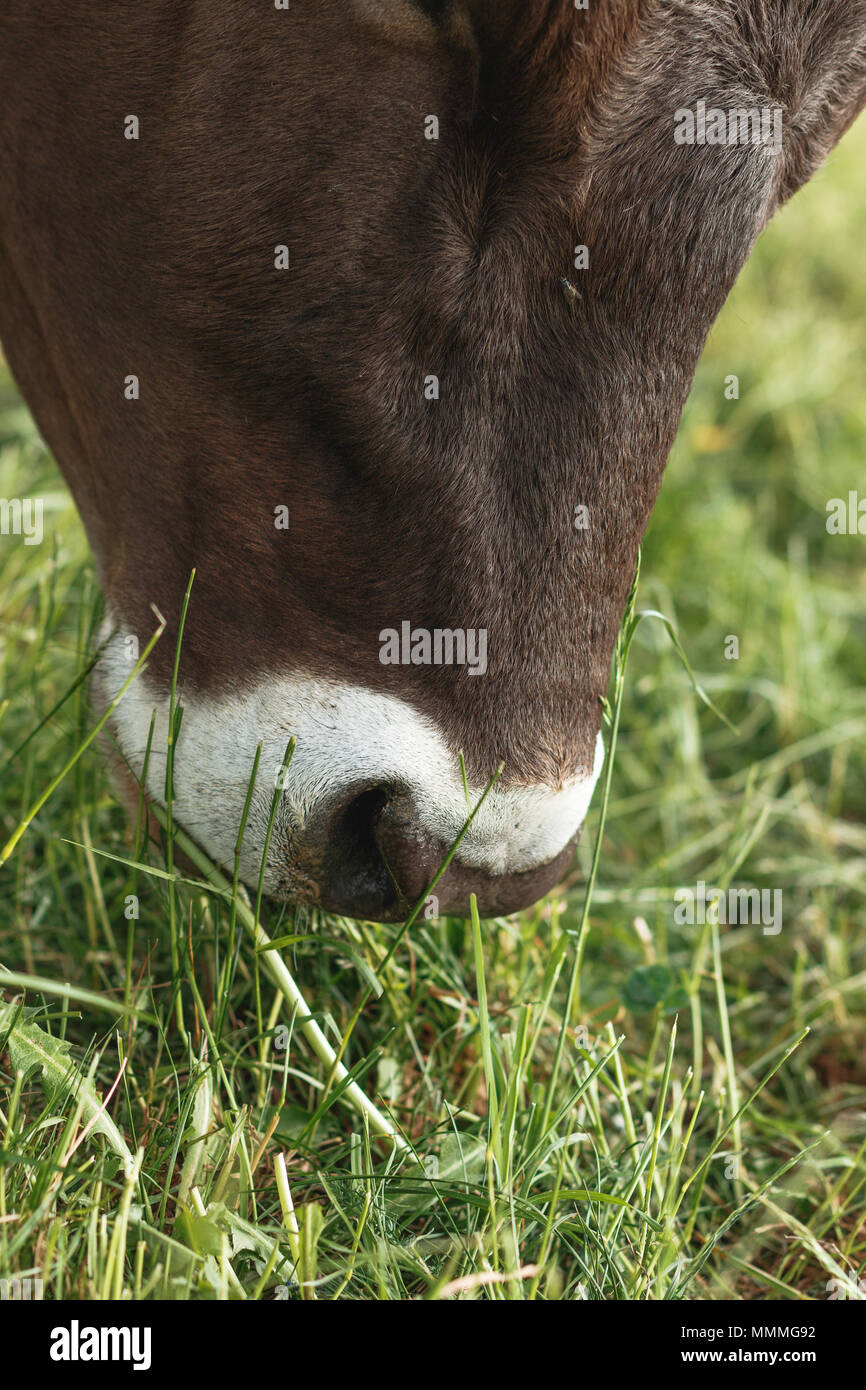 Close up cow grazing field hi-res stock photography and images - Alamy