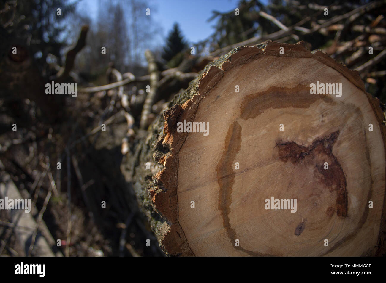Close up of a tree with blurred background. Stock Photo