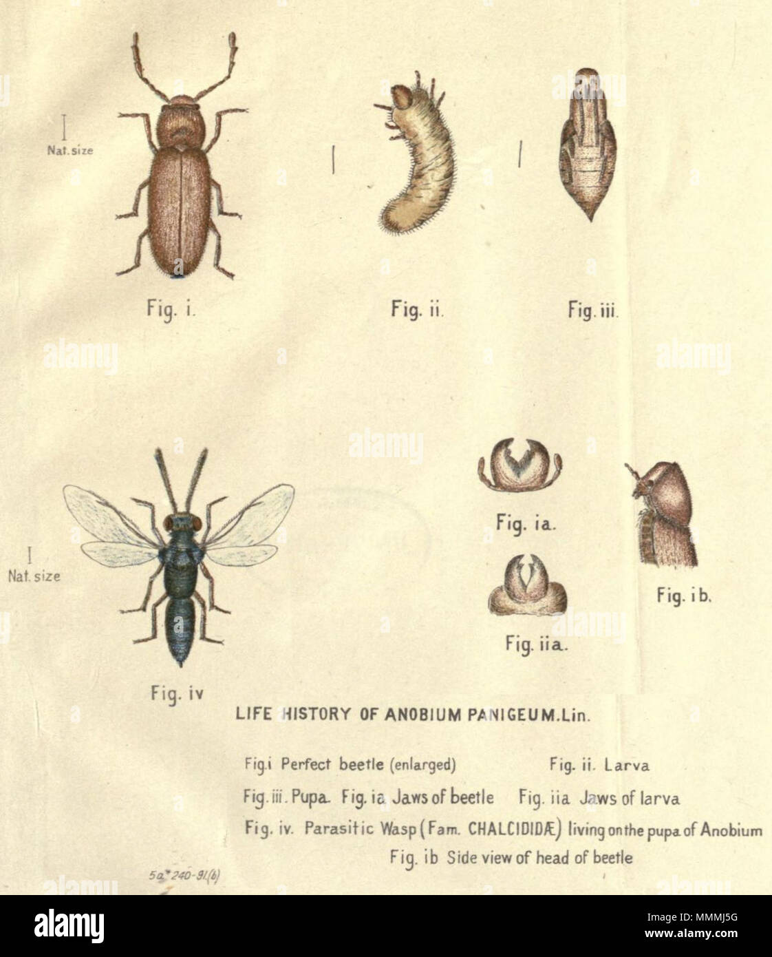 . English: The life history of Stegobium paniceum (syn. Anobium paniceum) (Walter W. Froggatt, Report on a beetle destroying boots & shoes in Sydney, Sydney, Department of Public Instruction, Technological Museum, coll. « Technical Education Series », n° 8, 1891) . 1891. Froggatt, Walter W. Anobium paniceum life history Stock Photo