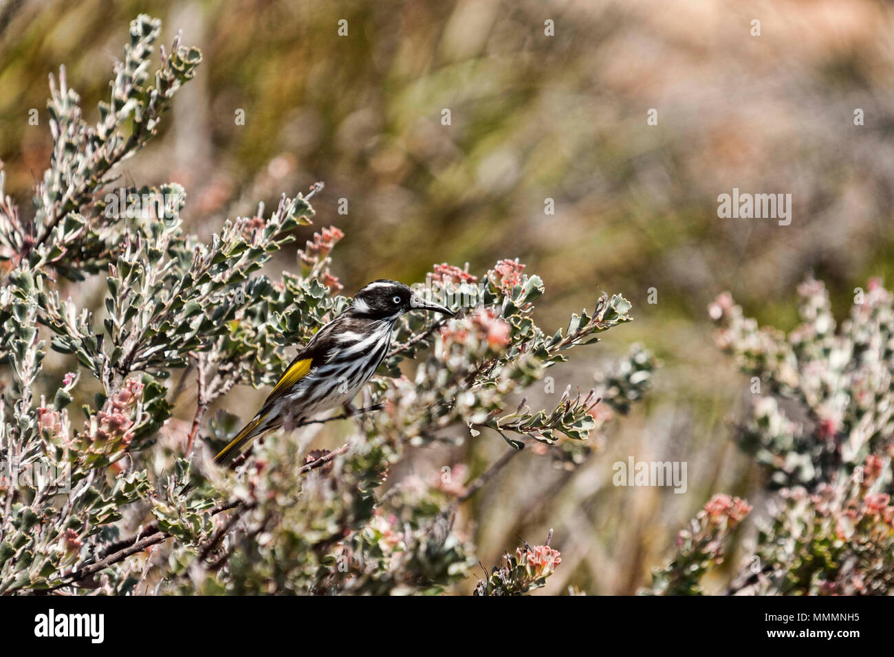 Male Yellow- plumed honey eater ( Lichenostomus plumulus ) in a bush, Esperance Western Australia Stock Photo