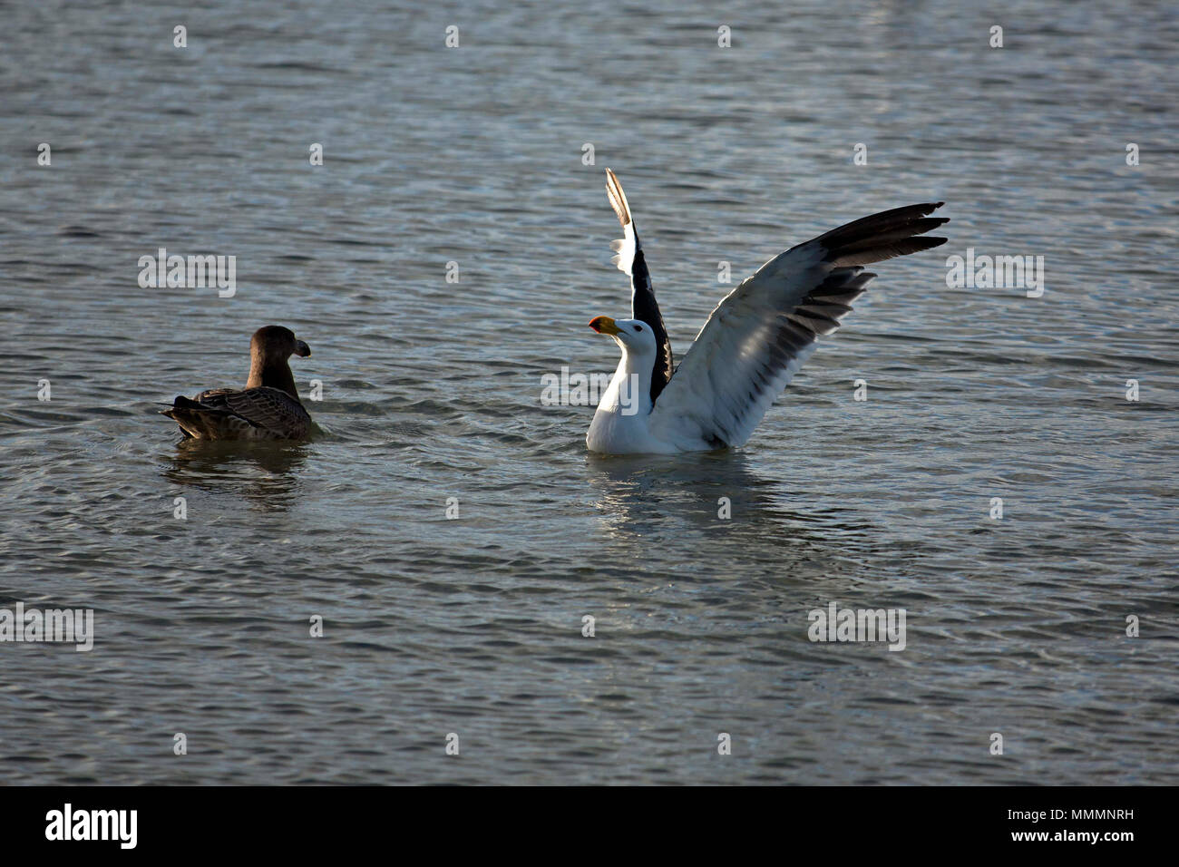 Metal linje Lada Tegn et billede Birds Without Wings High Resolution Stock Photography and Images - Alamy