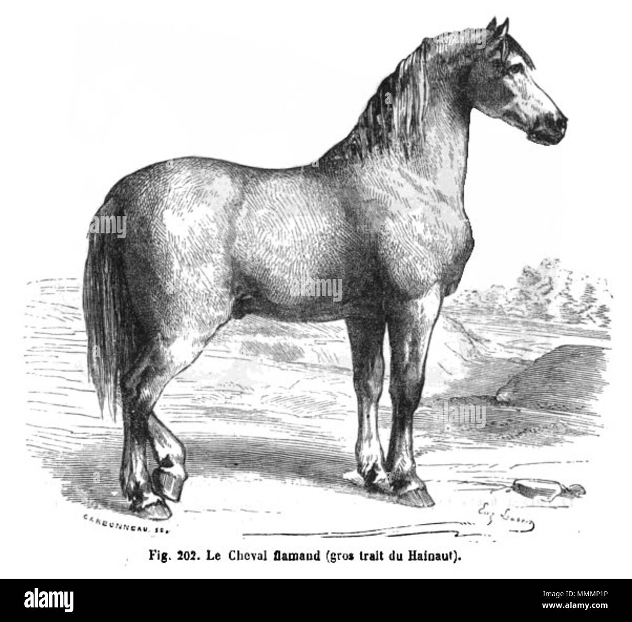 . Français : Cheval flamand English: Flemish Horse  . 1869.   Alfred Brehm  (1829–1884)       Alternative names Brehm; Alfred Edmund Brehm; A. E. Brehm  Description German biologist, ornithologist, zoologist, painter and writer  Date of birth/death 2 February 1829 11 November 1884  Location of birth/death Renthendorf Renthendorf  Authority control  : Q155112 VIAF:?47553366 ISNI:?0000 0001 2131 4808 LCCN:?n50065092 GND:?118514814 SELIBR:?179101 WorldCat Brehm-Cheval-flamand Stock Photo