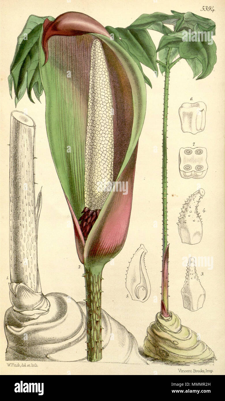. English: Anchomanes difformis botanical drawing in Curtis's Bot. Mag. 43 Anchomanes difformis CBM Stock Photo