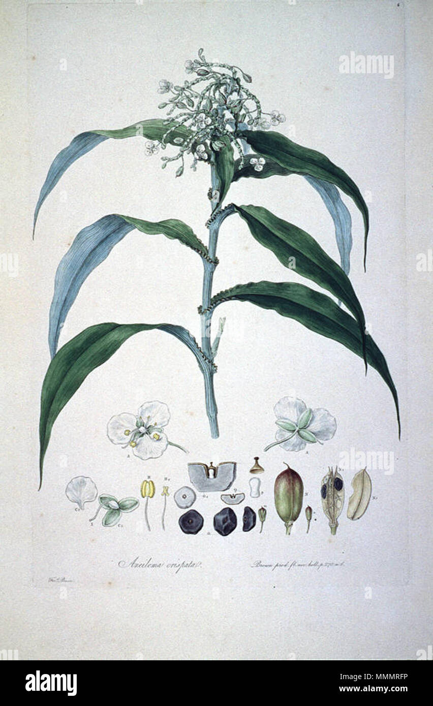 . This is a scan of Plate 6 from Ferdinand Bauer's Illustrationes Florae Novae Hollandiae. The plant featured is Pollia crispata, then known as Aneilema crispata.  . early 19th century. Ferdinand Bauer (1760–1826) 46 Aneilema crispata (Illustrationes Florae Novae Hollandiae plate 6) Stock Photo