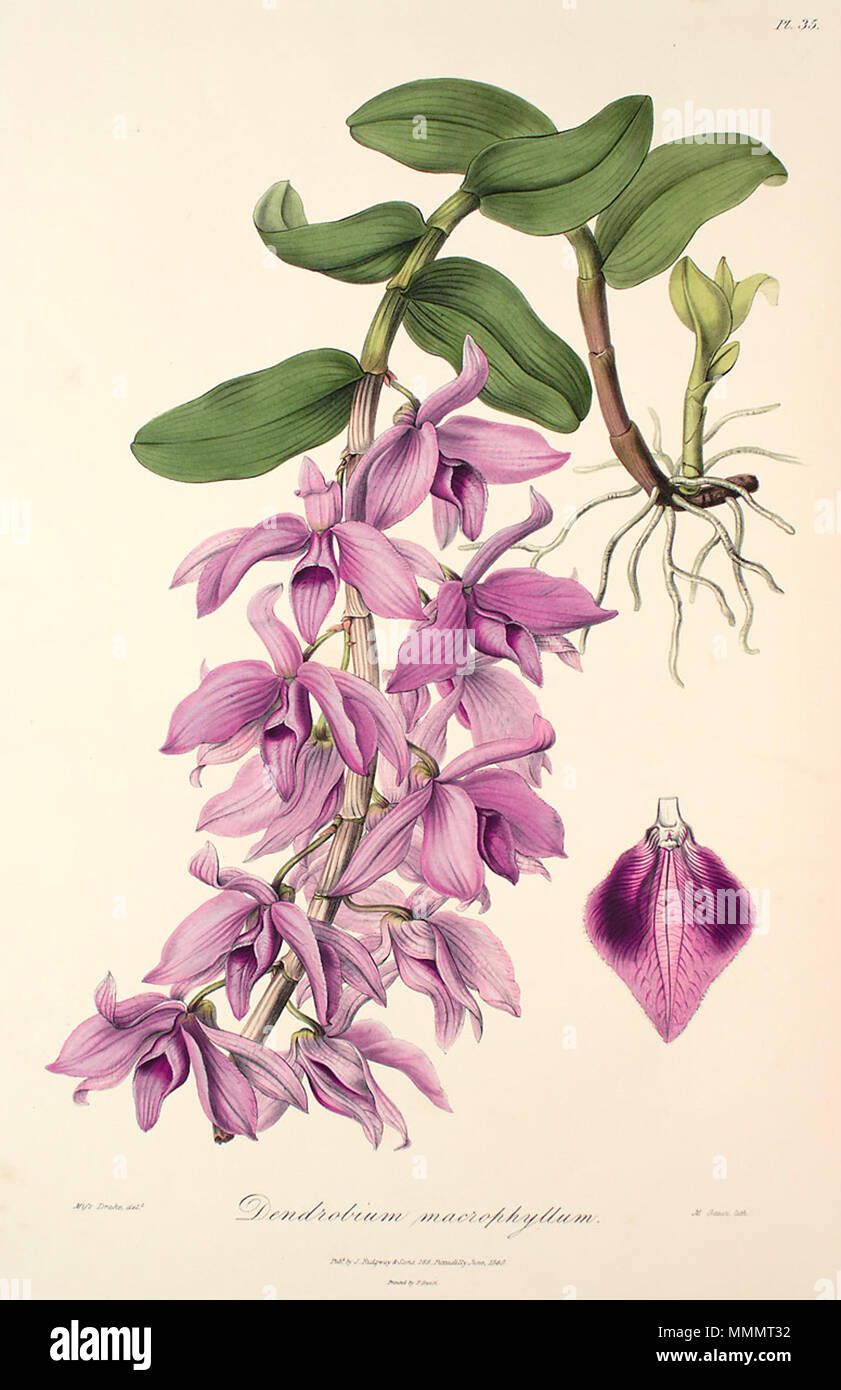 . Illustration of Dendrobium anosmum (as syn. Dendrobium macrophyllum)  . 1840. Miss Drake (1803-1857) del., M. Gauci lith. 49 Anosmum1 Stock Photo