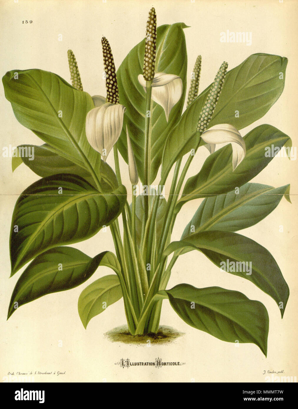 . Anthurium floribundum (= Spathiphyllum floribundum)  . 1874. L. Stroobant 49 Anthurium floribundum 21-159 Stock Photo