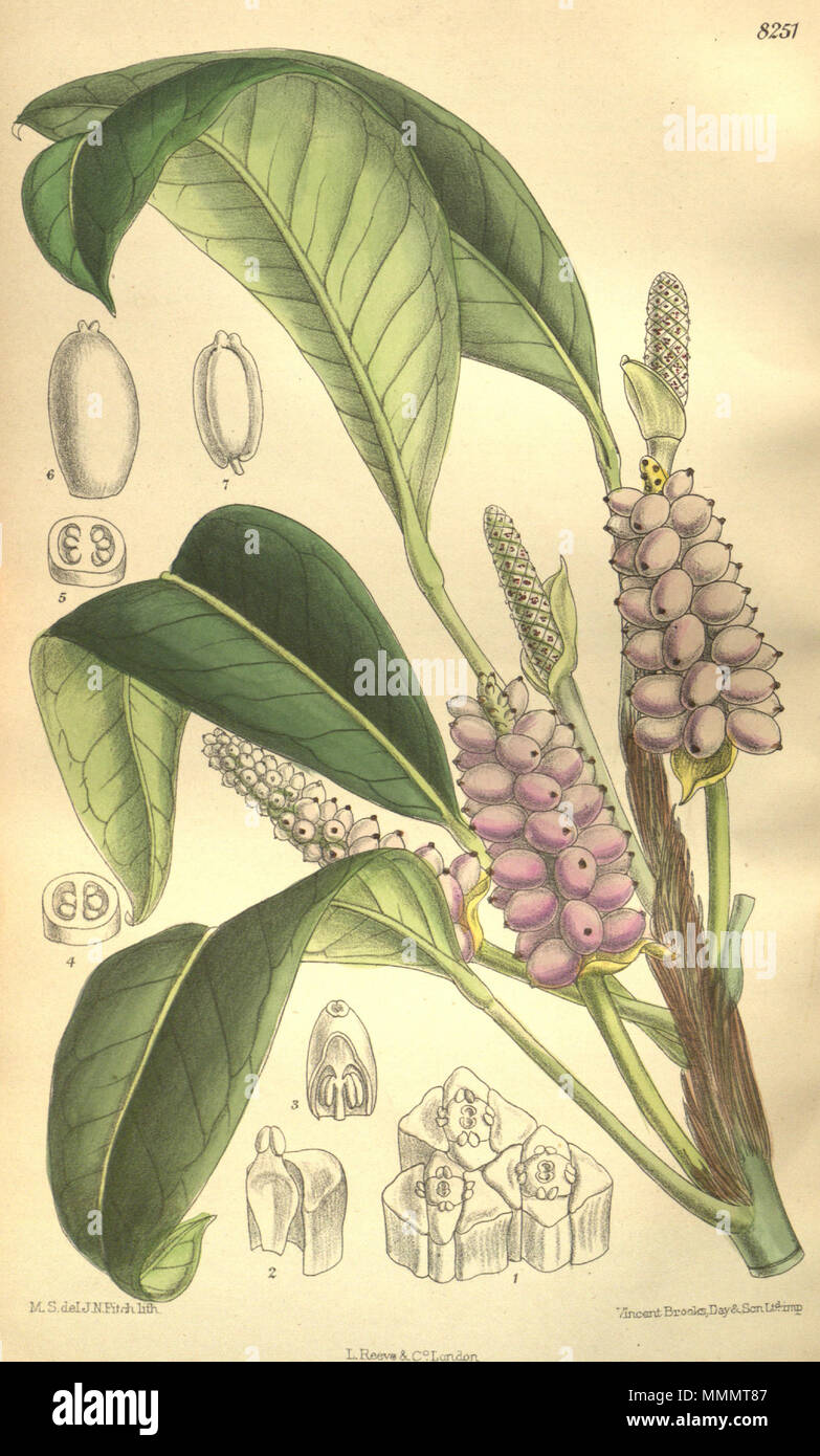 . Anthurium trinerve (= Anthurium obtusum subsp. obtusum), Araceae  . 1909. M.S. del., J.N.Fitch lith. 49 Anthurium trinerve 135-8251 Stock Photo