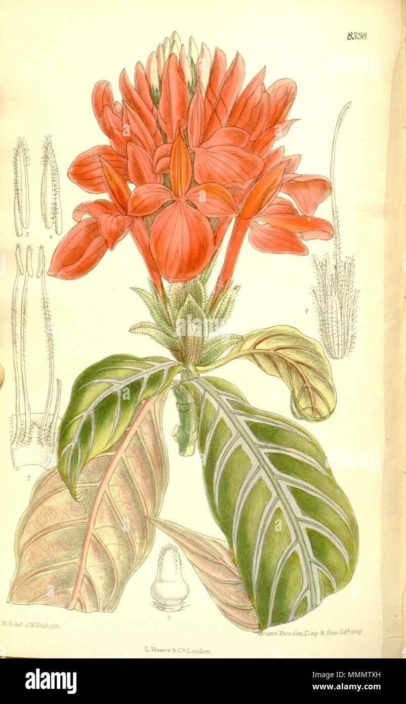 . Aphelandra fascinator (= Aphelandra aurantiaca), Acanthaceae  . 1911. M.S. del., J.N.Fitch lith. 52 Aphelandra fascinator 137-8398 Stock Photo