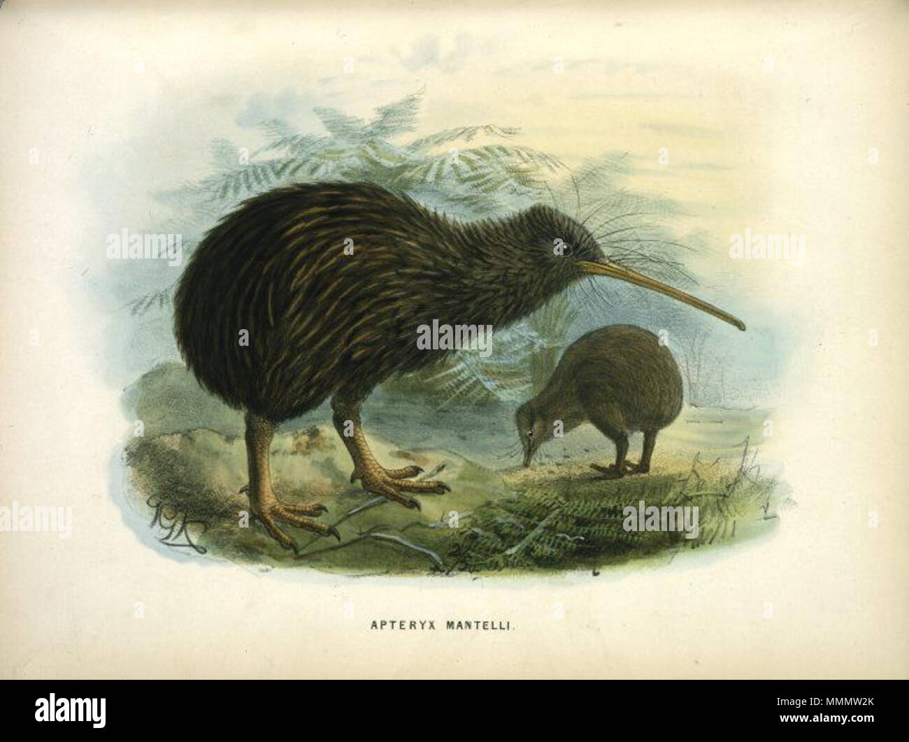 . 'Apteryx mantelli.' . Published 1873. By J. G. Keulemans. 53 Apteryx