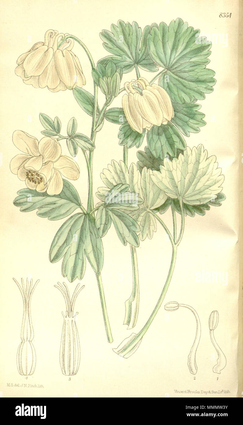 . Aquilegia flabellata var. nivea, Ranunculaceae  . 1911. M.S. del, J.N.Fitch, lith. 53 Aquilegia flabellata nivea 137-8354 Stock Photo