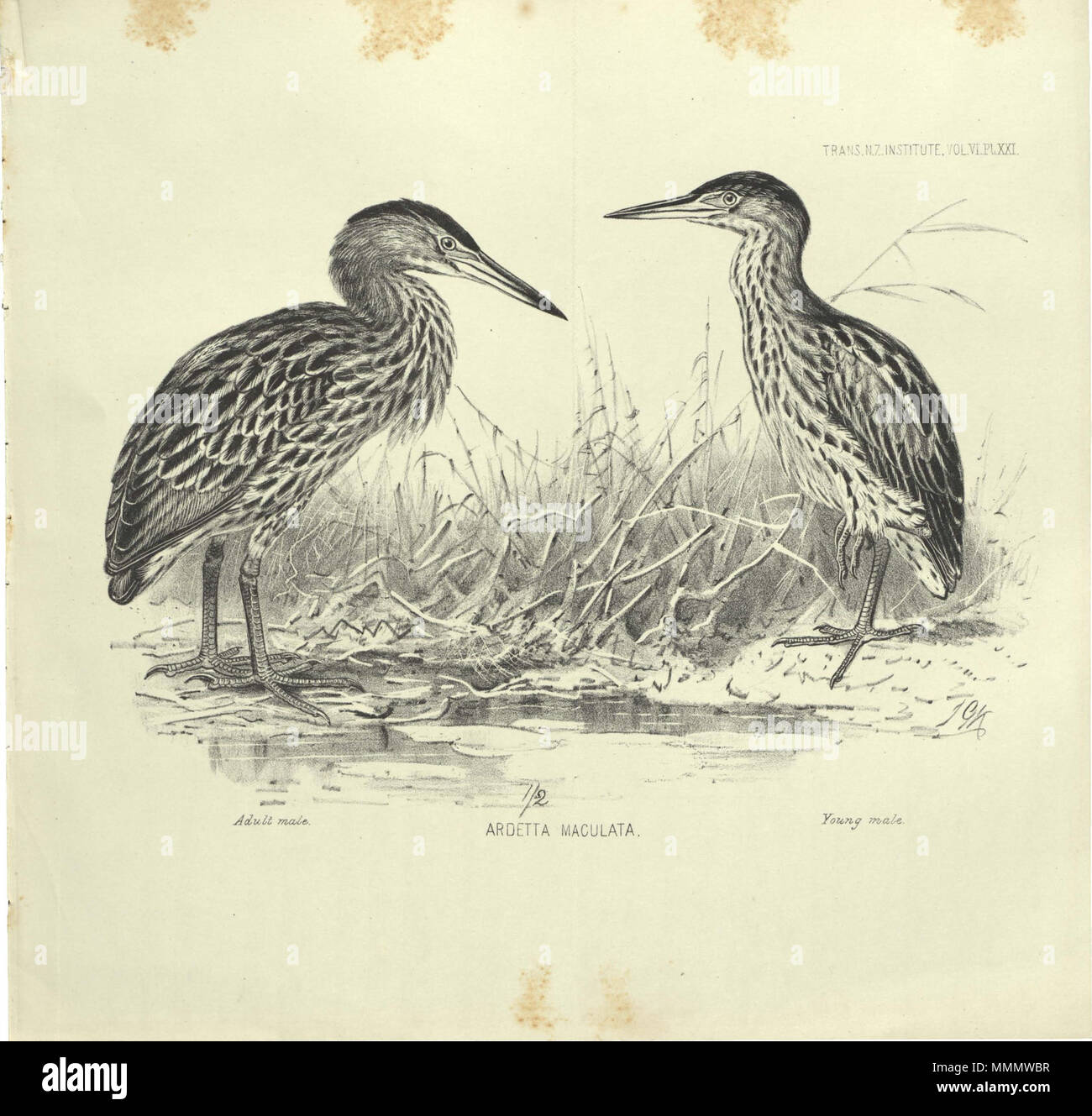 . English Ardetta maculata (W. L. Buller) is a synonym of Ardeola