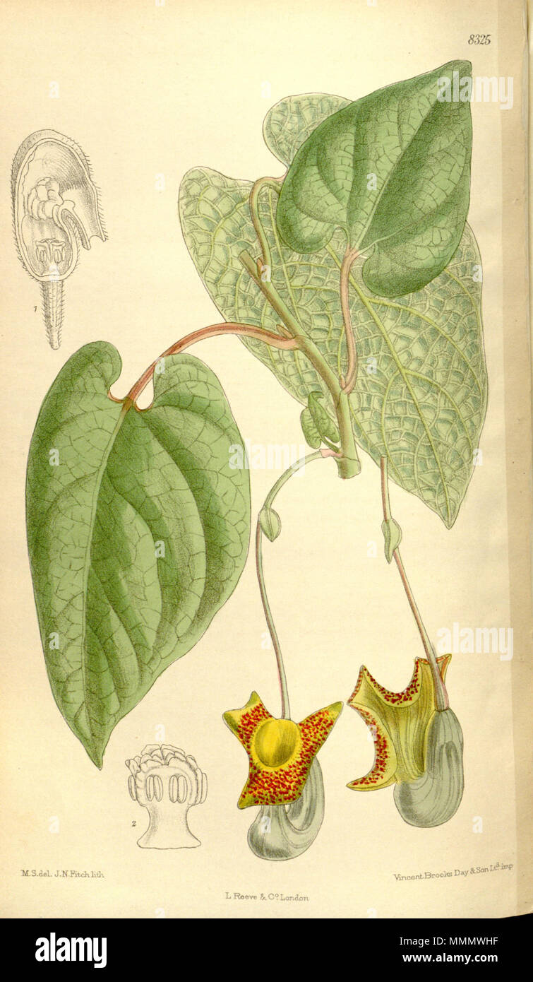 . Aristolochia moupinensis, Aristolochiaceae  . 1910. M.S. del., J.N.Fitch lith. 56 Aristolochia moupinensis 136-8325 Stock Photo