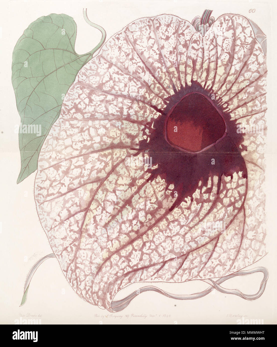 . Aristolochia grandiflora  . 1842. Botanical Register 56 Aristolochia grandiflora (A. gigas) Edwards's Bot. Reg. 28.60.1842 Stock Photo