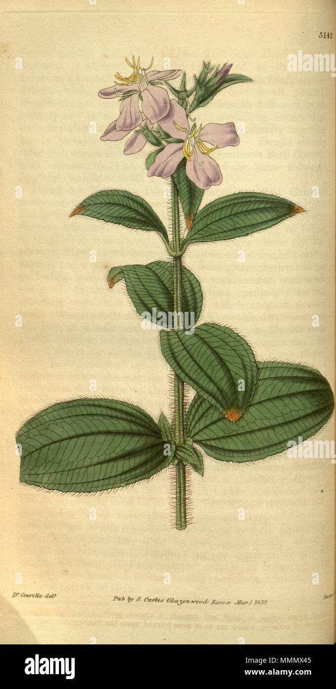 . Arthrostemma nitida (=Tibouchina nitida), Melastomataceae  . 1832. Dr. Greville del., Swan sc. 58 Arthrostemma nitida 59-3142 Stock Photo
