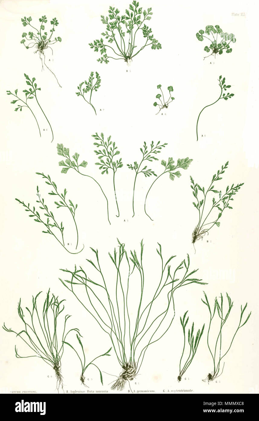 . Plate from book. A (top). Asplenium ruta-muraria, B (middle). Asplenium × germanicum (hybrid A. ruta-muraria × A. septentrionale), C (bottom). Asplenium septentrionale 60 Asplenium spp Moore41 Stock Photo