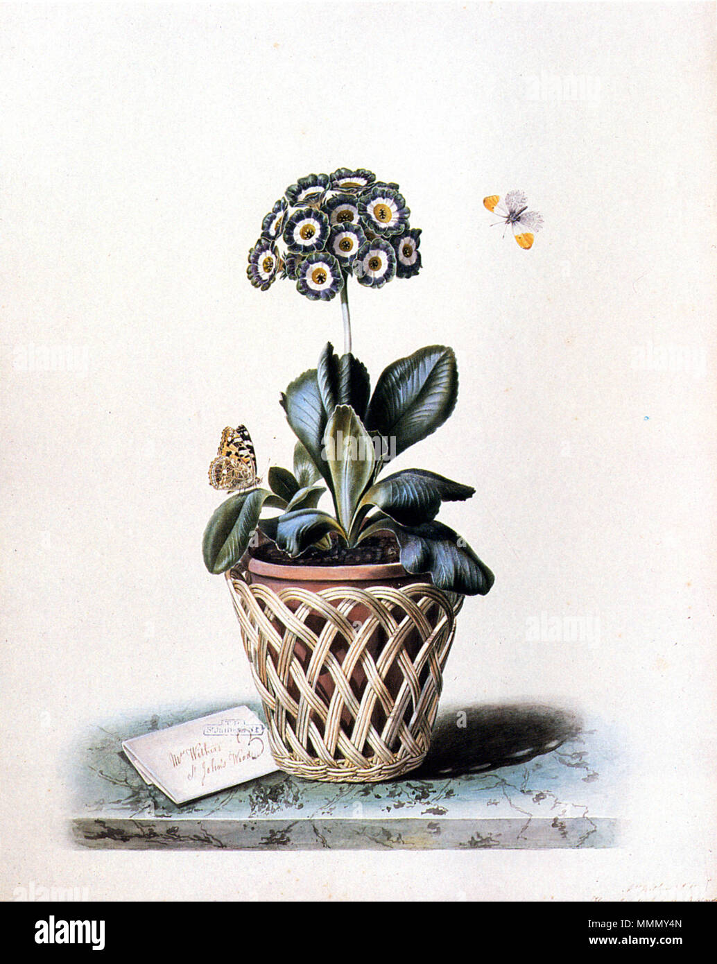 . flower painter to Queen Adelaide and Mrs Withers St. John's Wood on a trompe l'oeil letter  An Auricula in a Pot in a Basket Cachepot, with Painted Lady and Orange Tip Butterflies 63 Augusta-Innes-Withers-c1793-1864 Stock Photo