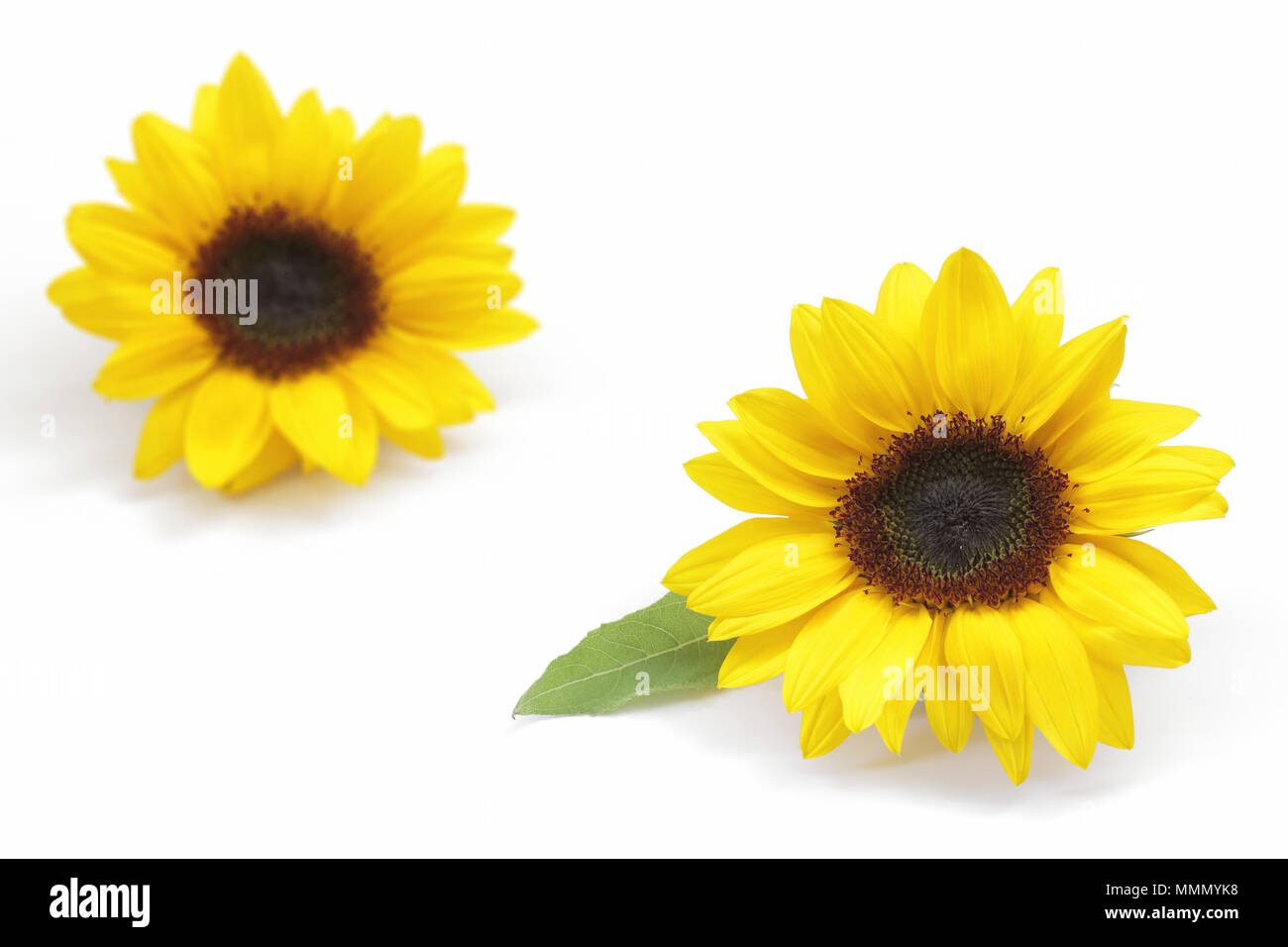 Yellow sunflower isolated on white background Stock Photo - Alamy