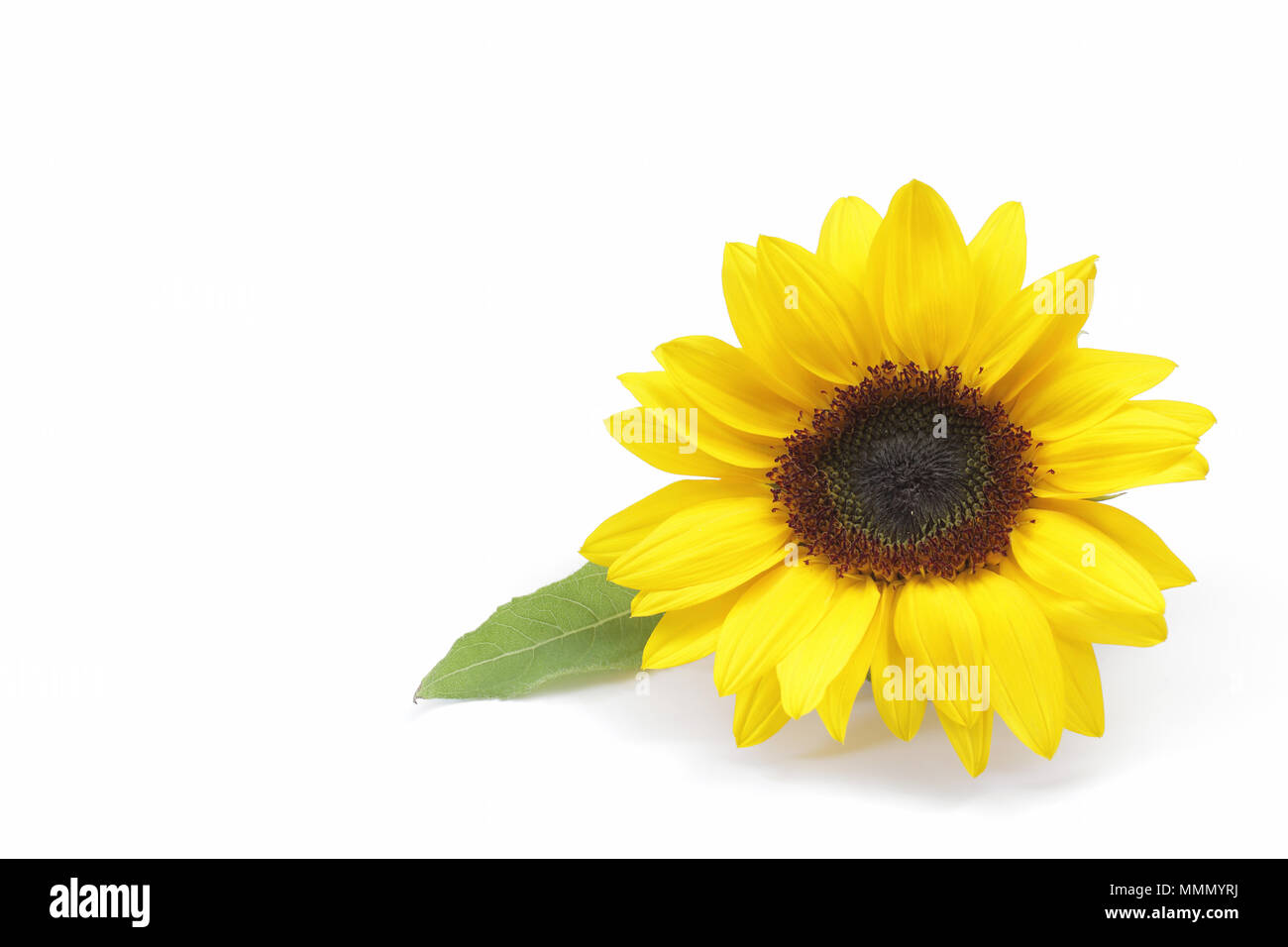 Yellow sunflower isolated on white background Stock Photo - Alamy