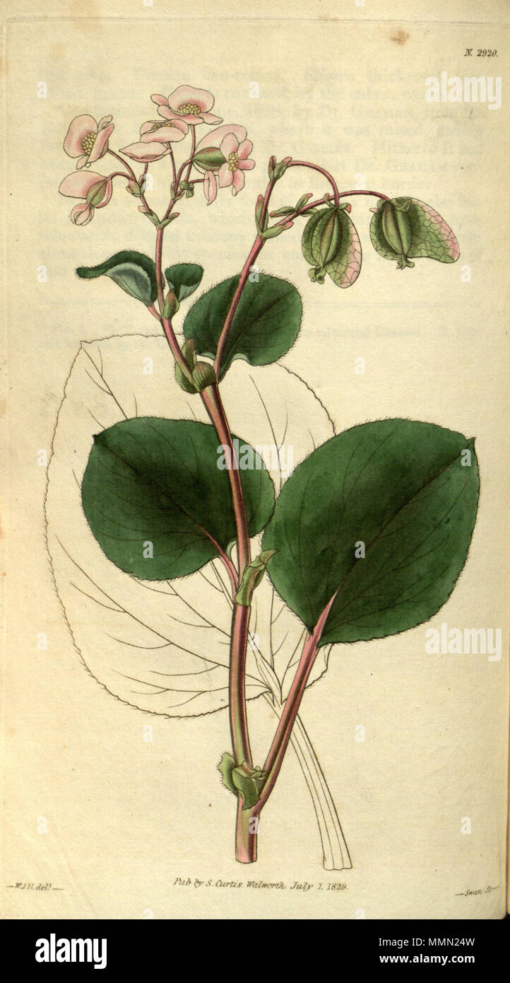 . English: Begonia cucullata var. hookeri (A.DC.) L.B.Sm. & B.G.Schub. (syn. Begonia semperflorens Hooker), Botanical Magazine 56: t. 2920. 1829.  . 11 October 2011. Hooker 78 Begonia cucullata var. hookeri Stock Photo