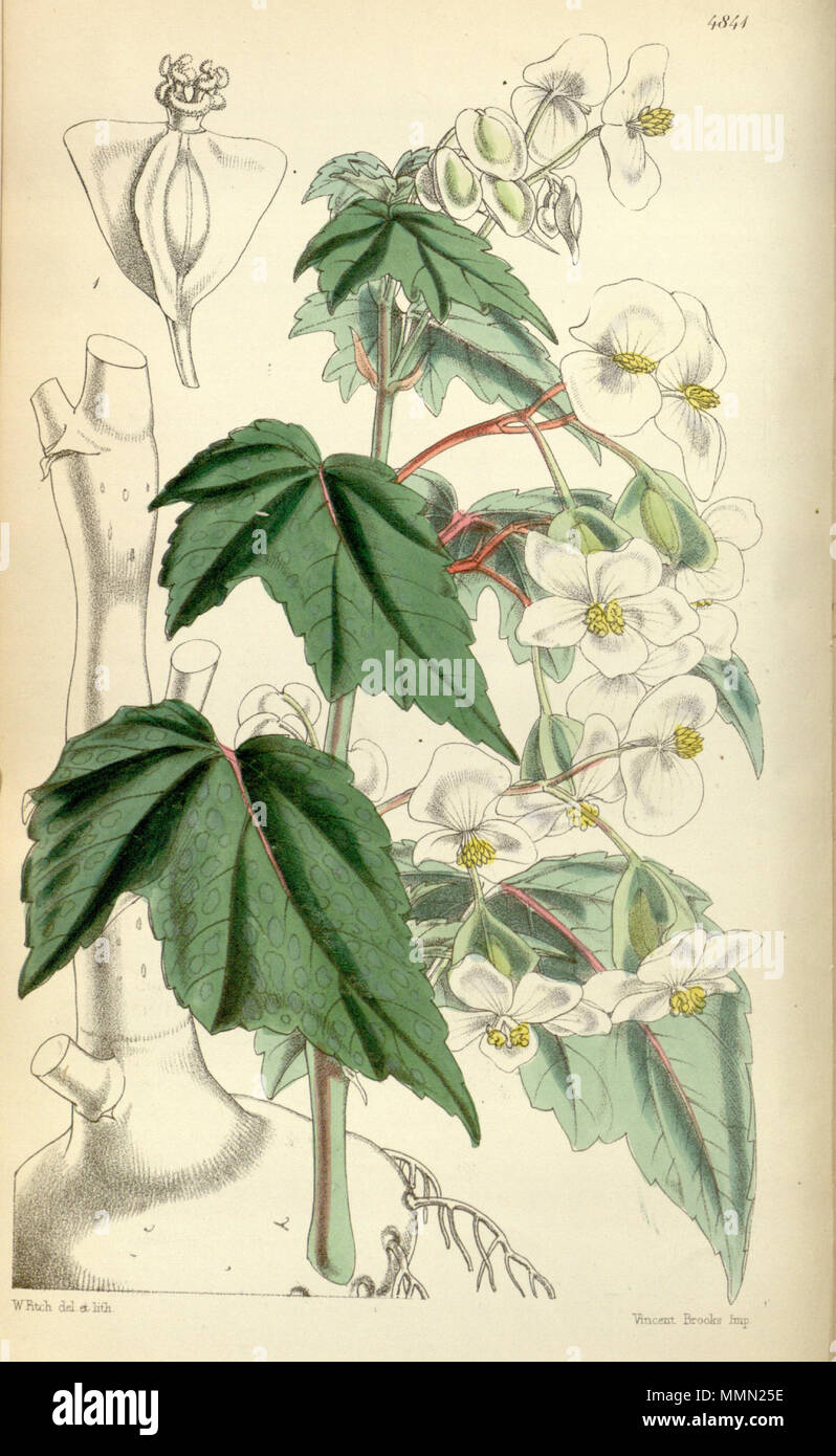 . English: Begonia dregei as Begonia natalensis Hooker, Bot. Mag. 81: t. 4841 (1855).  . 13 October 2011. Hooker 78 Begonia dregei Stock Photo