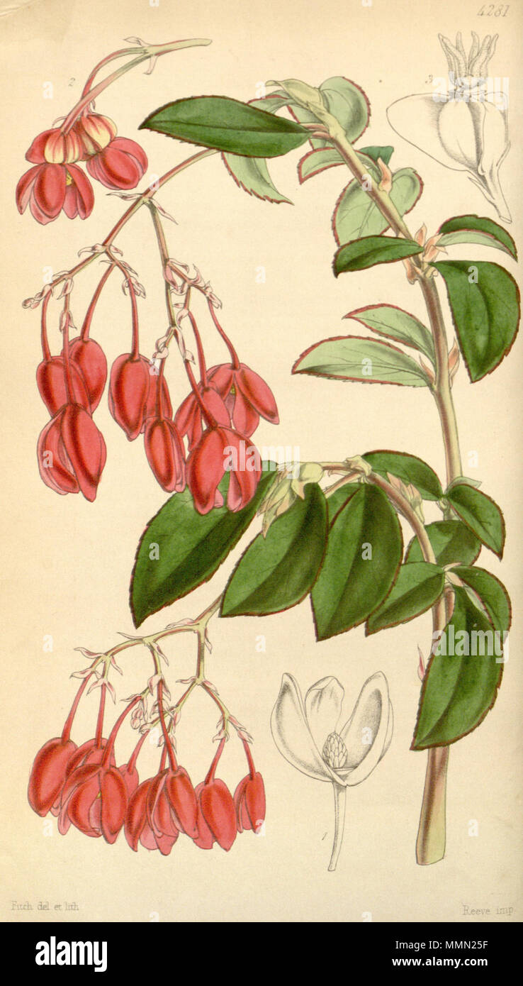 . English: Begonia fuchsioides Hook., Bot. Mag. 73: t. 4281. 1847.  . 18 October 2011. Hooker 78 Begonia fuchsioides Stock Photo