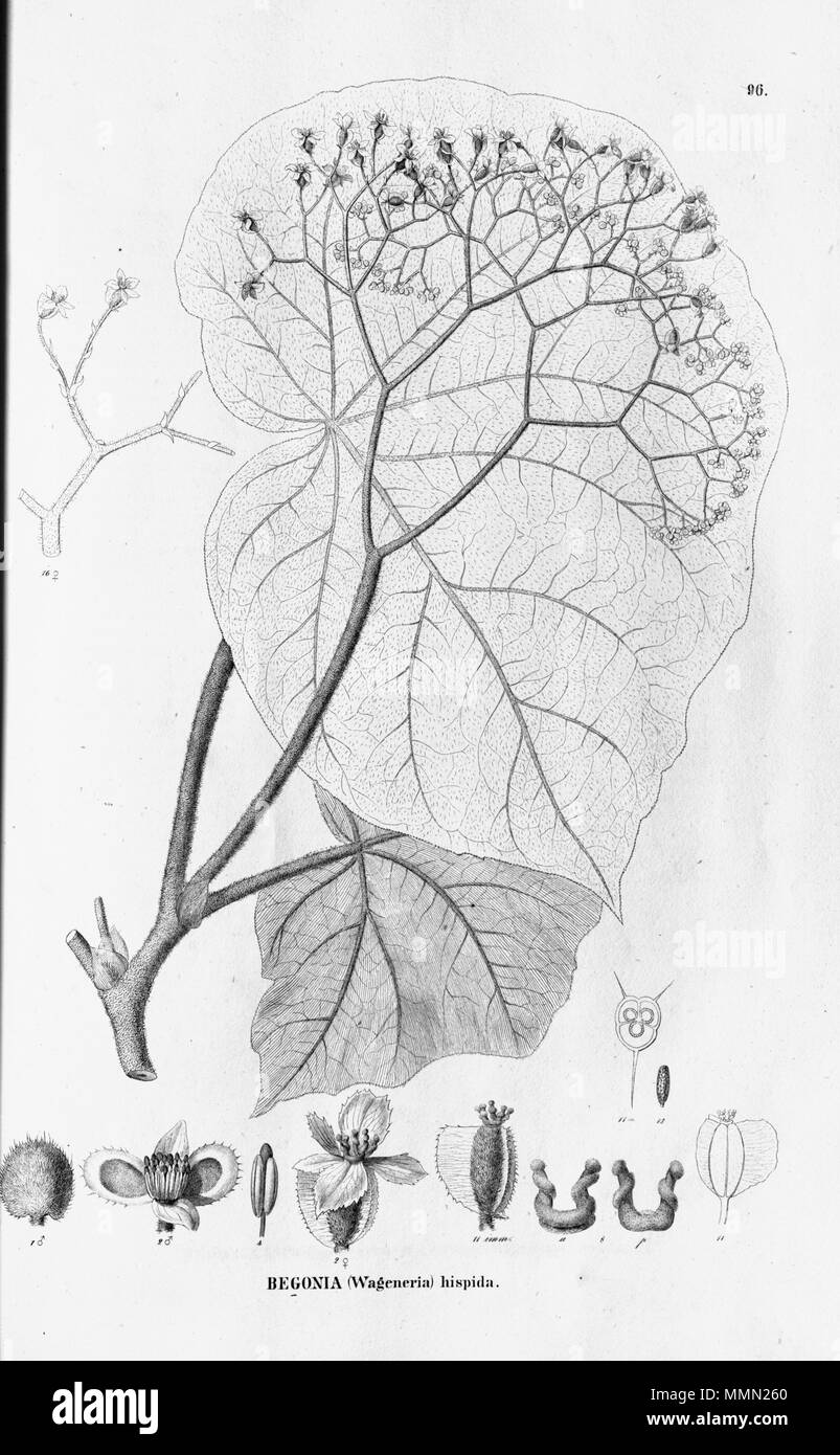 . English: Begonia hispida  . 27 October 2011. C.F.P.von Martius & auct. suc. (eds.) 78 Begonia hispida Stock Photo