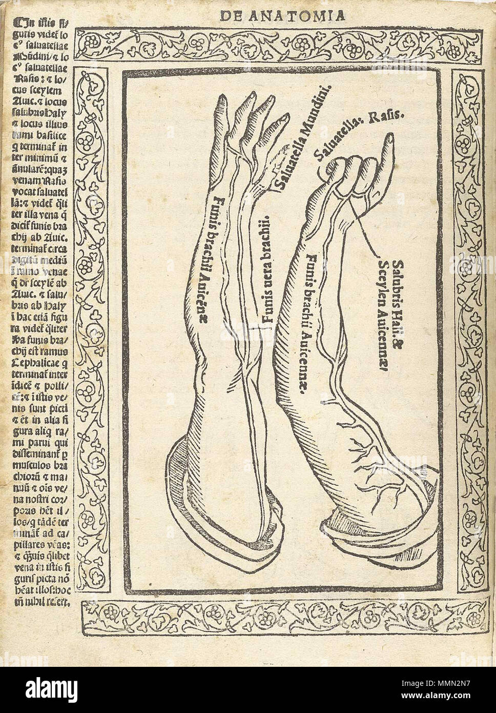 . English: Berengario da Carpi, Jacopo. Isagogae breues, perlucidae ac uberrimae, in anatomiam humani corporis a communi medicorum academia usitatam. (Bologna: Beneditcus Hector, 1523). Jacopo Berengario da Carpi, also known as Jacobus Berengarius Carpensis, Jacopo Barigazzi, or simply Carpus, was born in Carpi, Modena in about 1460, the son of a surgeon. While young, he was a student of the noted printer and editor, Aldus Manutius. He attended medical school in Bologna and later taught surgery at Pavia, and from 1502 to 1527 he was on the faculty at Bologna. At various times, he lived in Ferr Stock Photo