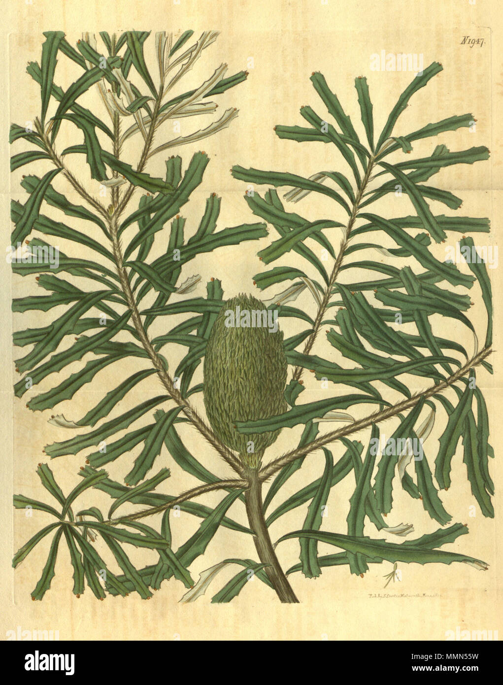 . This is an image of Plate 1947 from Volume 45 of Curtis's Botanical Magazine, entitled 'Banksia marginata (β) microstachya. Green-flowered various-leaved Banksia'. The plant depicted is Banksia marginata (Silver Banksia).  . 1843. The image has the signature of Samuel Curtis? and other indeterminate information. 94 Botanical Magazine 1947 Banksia marginata Stock Photo