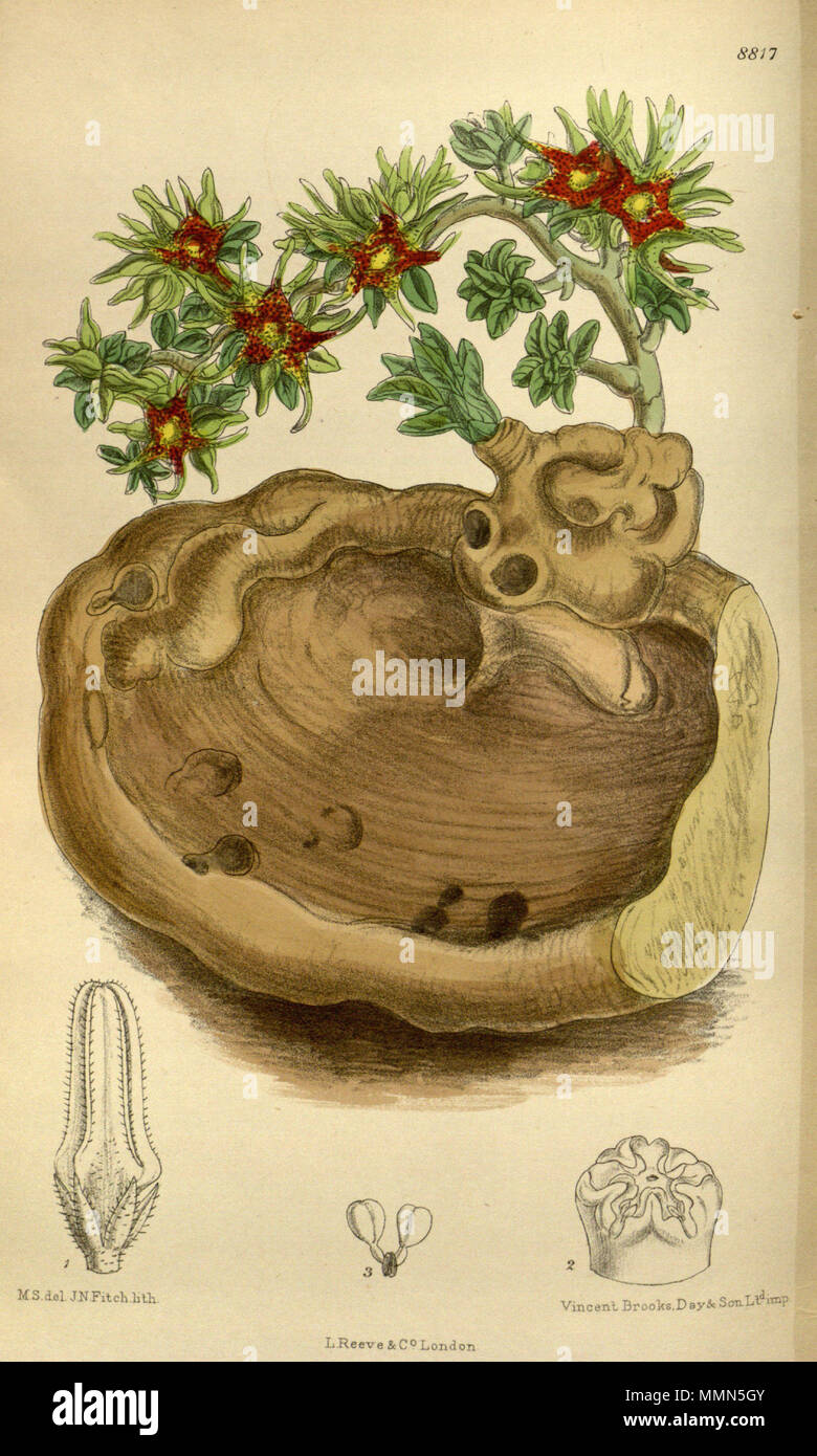 . Brachystelma foetidum, Apocynaceae, Asclepiadoideae  . 1919. M.S. del., J.N.Fitch lith. 95 Brachystelma foetidum 145-8817 Stock Photo
