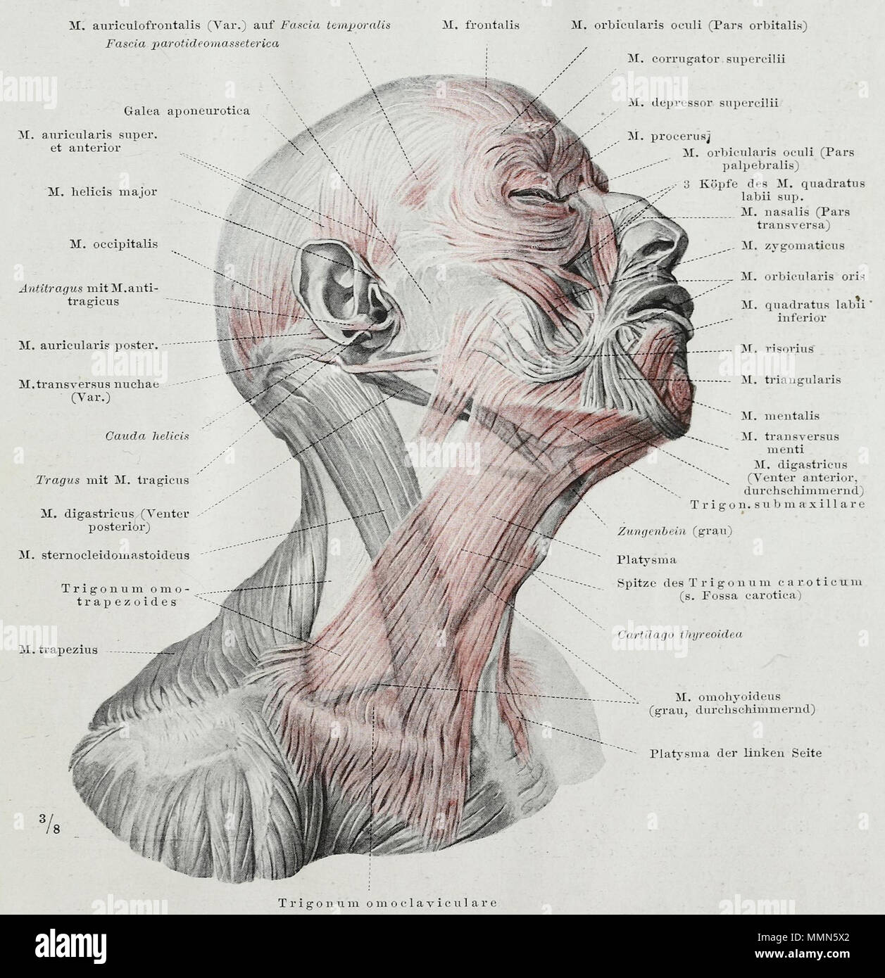 . English: An anatomical illustration from the 1921 German edition of ...