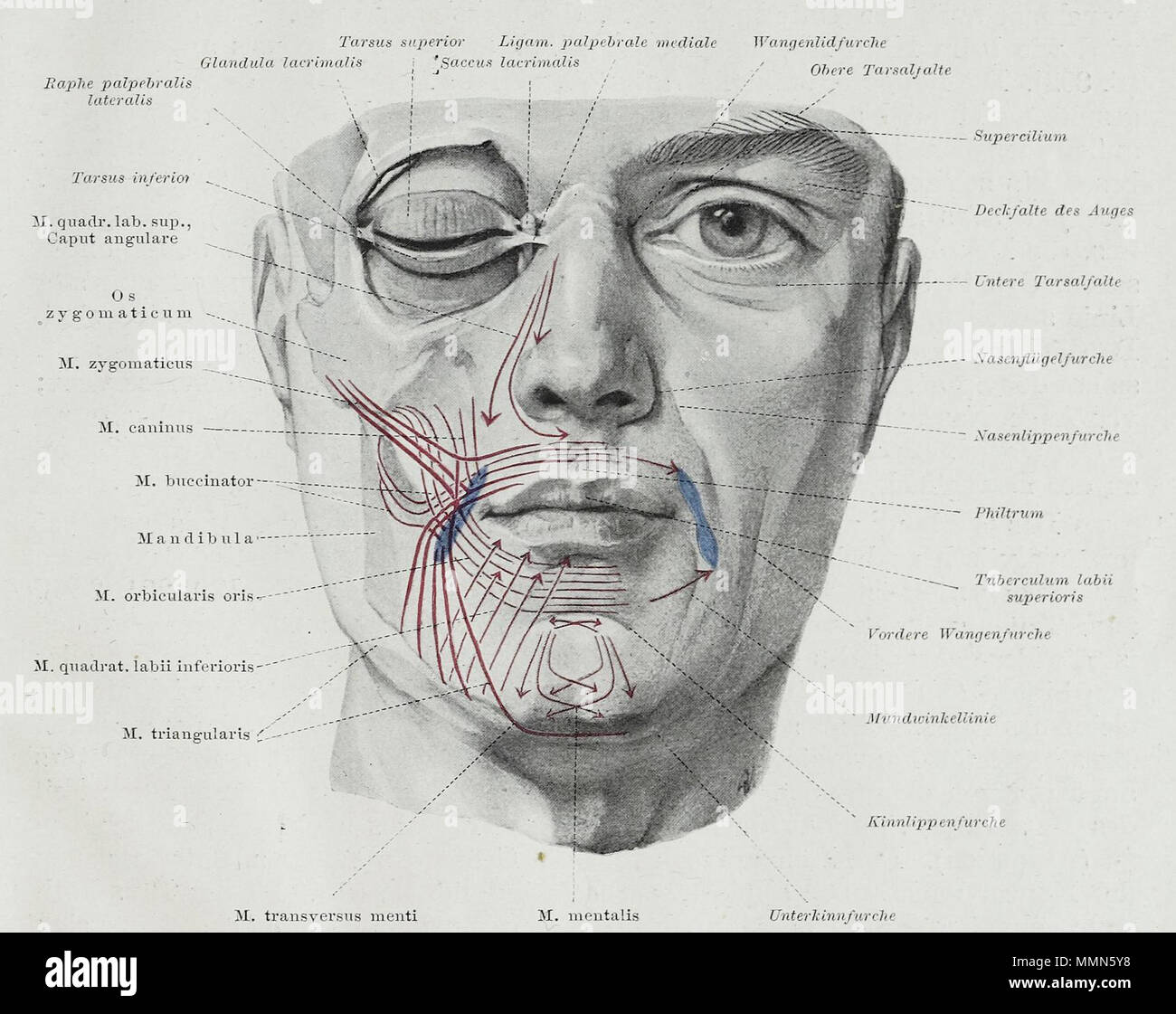 . English: An anatomical illustration from the 1921 German edition of ...