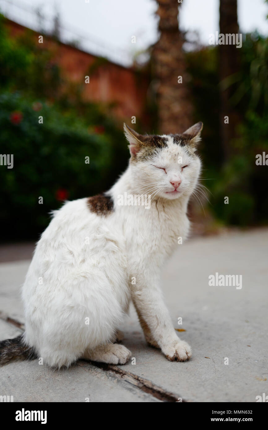 portrait of white cat sitting outdoors Stock Photo